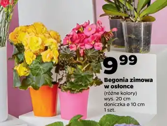 Netto Begonia zimowa w osłonce oferta