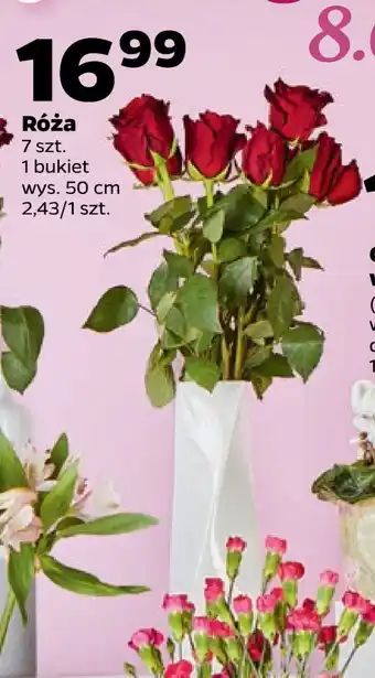 Netto Róża oferta