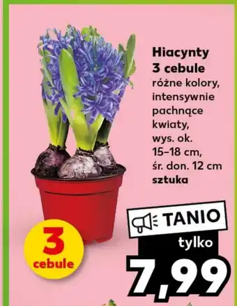 Kaufland Hiacynt Ok oferta