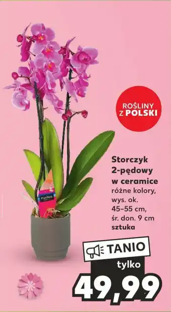 Kaufland Storczyk 2-pędowy w ceramice oferta