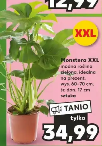 Kaufland Monstera XXL oferta