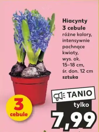Kaufland Hiacynty 3 cebule oferta