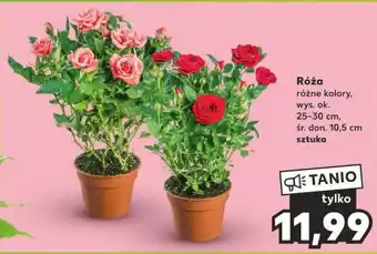 Kaufland Róża oferta