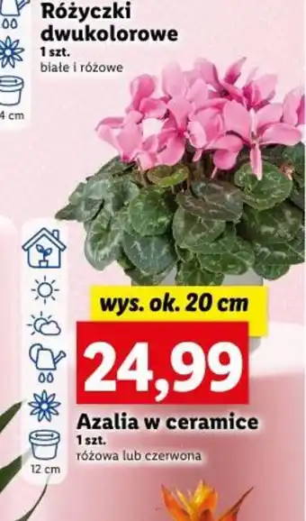 Lidl Azalia w ceramice 1szt. oferta
