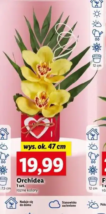 Orchidea 1szt.