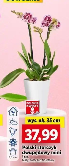 Lidl Polski storczyk dwupędowy premium oferta