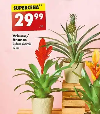 Biedronka Vriesea/ Ananas szt. oferta