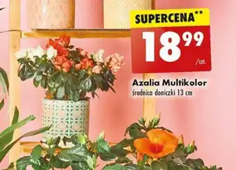 Biedronka Azalia Multikolor szt. oferta