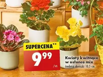 Biedronka Kwiaty kwitnące w osłonce mix szt. oferta