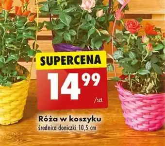 Biedronka Róża w koszyku szt. oferta