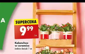 Biedronka Kalanchoe oferta