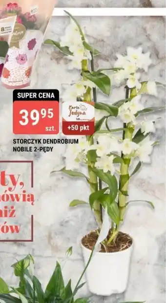 STORCZYK DENDROBIUM NOBILE 2-PĘDY