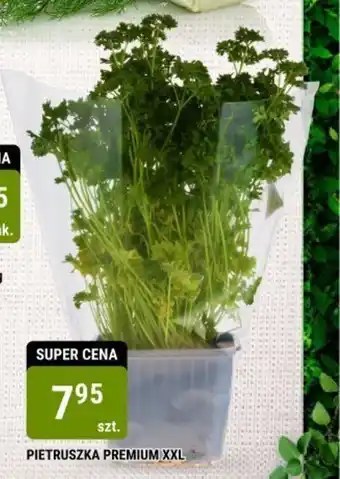bi1 PIETRUSZKA PREMIUM XXL oferta