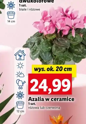 Lidl Azalia Białe oferta