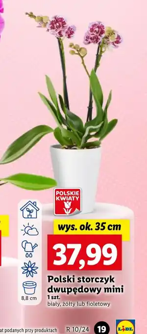 Lidl Storczyk Polskie kwiaty oferta