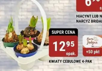 bi1 KWIATY CEBULOWE 4-PAK oferta