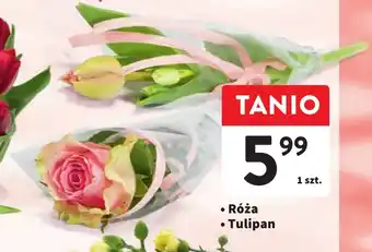 Intermarche Róża / Tulipan oferta