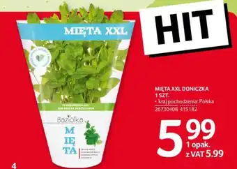 Selgros MIĘTA XXL DONICZKA 1 SZT. oferta