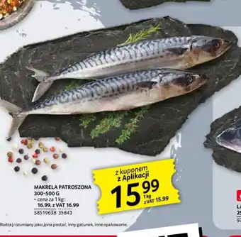 Selgros MAKRELA PATROSZONA 300-500g oferta