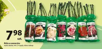 Auchan Róża w woreczku oferta