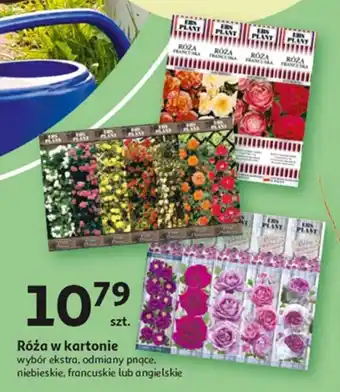 Auchan Róża w kartonie oferta