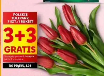 Lidl POLSKIE TULIPANY, 7 SZT./1 BUKIET oferta