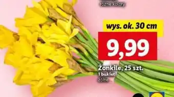 Lidl Żonkile, 25 szt. oferta
