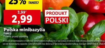 Lidl Polska minibazylia 1 szt. oferta