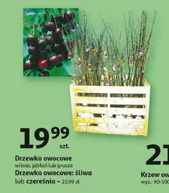Drzewko owocowe