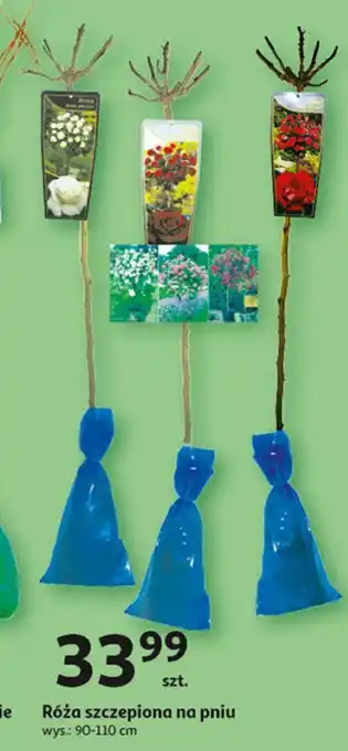 Auchan Róża szczepiona na pniu oferta