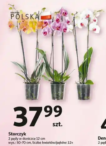 Auchan Storczyk oferta