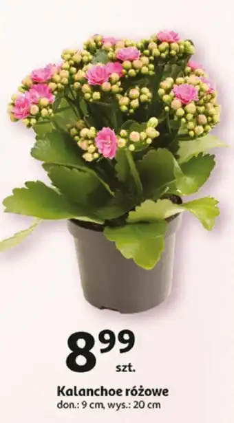 Auchan Kalanchoe różowe 9 cm oferta