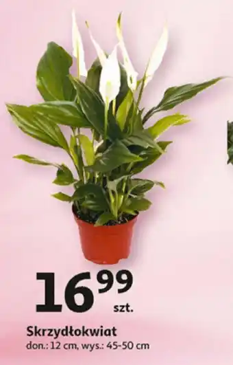 Auchan Skrzydłokwiat oferta