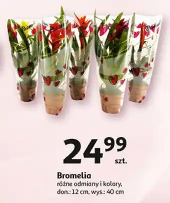 Auchan Bromelia oferta