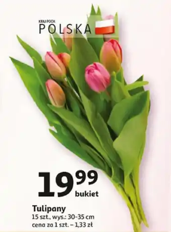 Auchan Tulipany 15szt. oferta