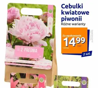 Action Cebulki kwiatowe piwonii oferta