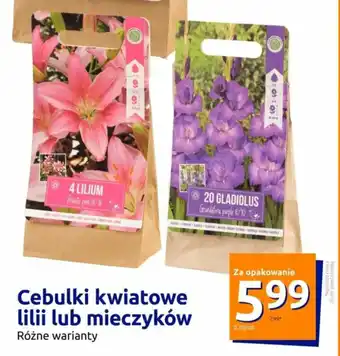 Action Cebulki kwiatowe lilii lub mieczyków oferta