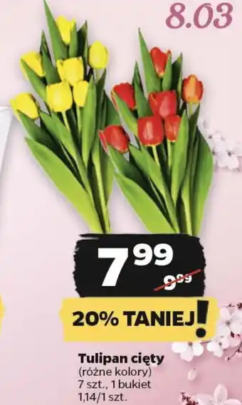 Netto Tulipan cięty 7 szt. oferta