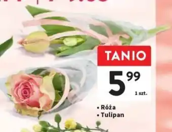 Intermarche Róża / Tulipan 1 szt. oferta