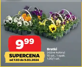 Netto Bratki oferta