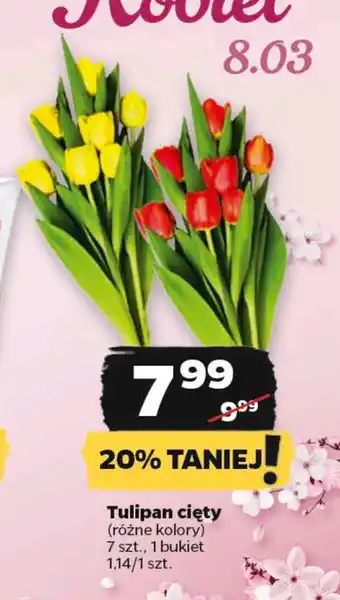 Netto Tulipan cięty oferta