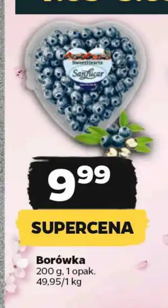 Netto Borówka oferta