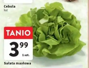 Intermarche Sałata masłowa 1 szt. oferta