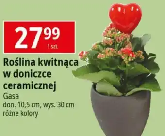 E.Leclerc Roślina kwitnąca w doniczce ceramicznej Gasa don. 10,5 cm, wys. 30 cm oferta