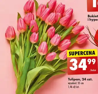 Biedronka Tulipan oferta