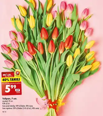 Biedronka Tulipan Biedronka oferta