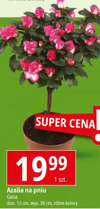 E.Leclerc Azalia na pniu Gasa don. 12 cm, wys. 30 cm oferta