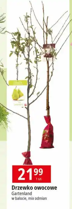 E.Leclerc Drzewko owocowe Gartenland w balocie oferta