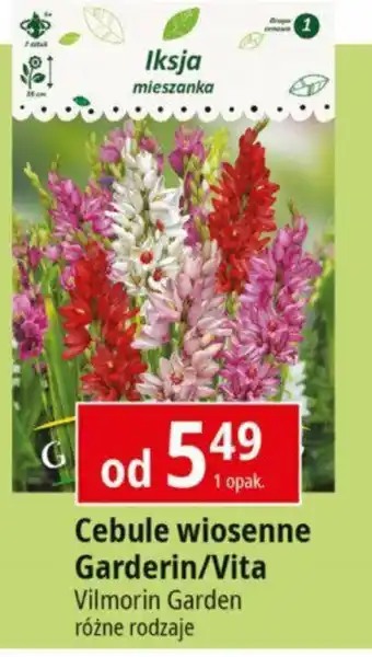 E.Leclerc Cebule wiosenne Garderin/Vita Vilmorin Garden oferta