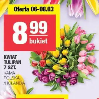Spar KWIAT TULIPAN 7 SZT. oferta